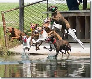 water race dogs